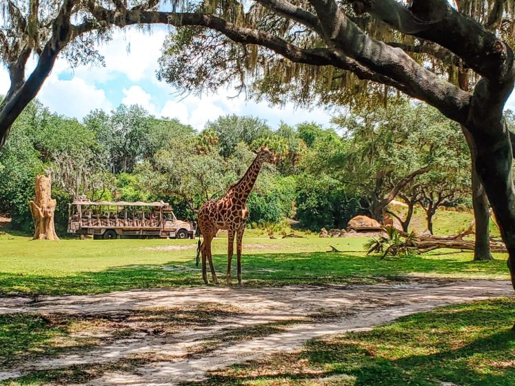 Kilimanjaro Safaris at Disney's Animal Kingdom
